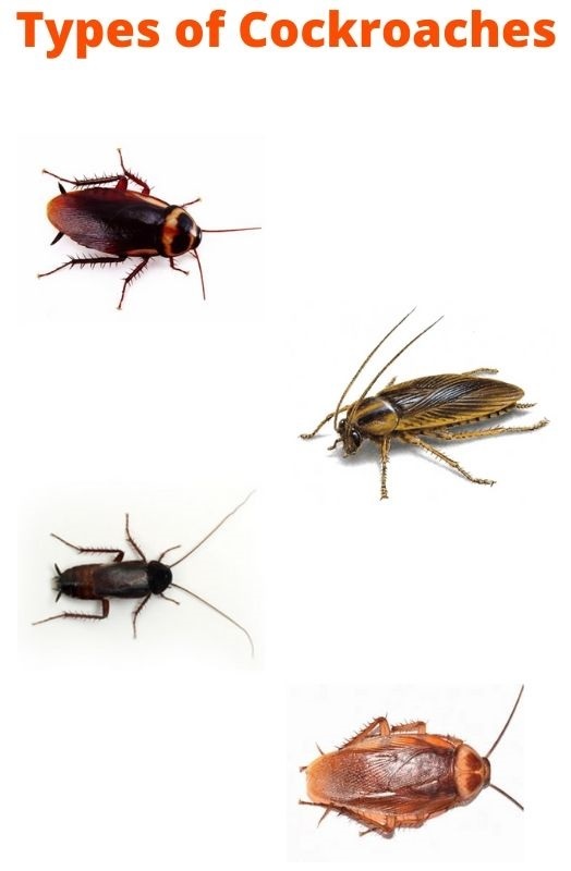  New Album of Cockroach Control Canberra Marks Pest Control - Photo 5 of 5