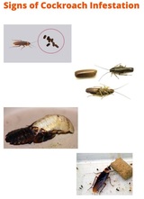  Cockroach Control Canberra Marks Pest Control 