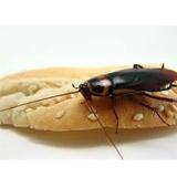  Cockroach Control Canberra Marks Pest Control 