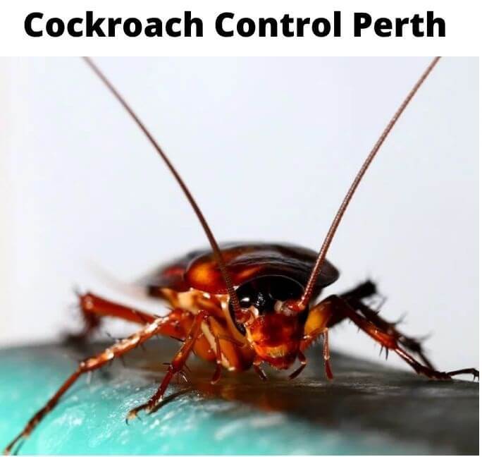 New Album of Cockroach Control Perth Marks Pest Control - Photo 1 of 6