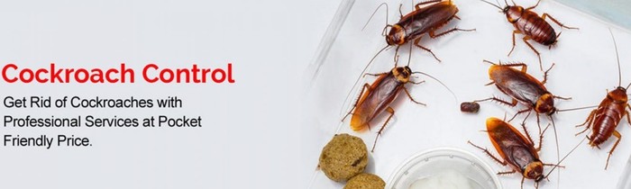  New Album of Cockroach Control Perth Marks Pest Control - Photo 2 of 6