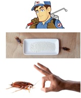 Cockroach Control Perth, Perth