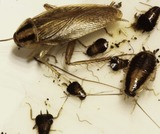 Cockroach Control Perth, Perth