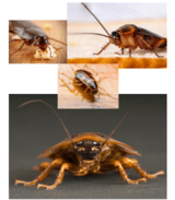 Cockroach Control Perth, Perth