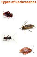 Cockroach Control Perth, Perth