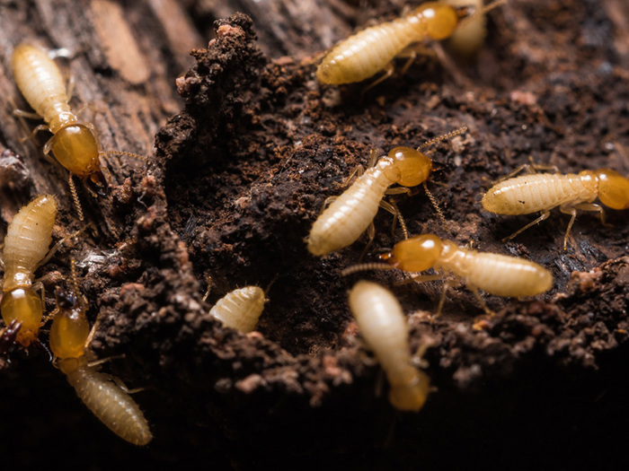  Profile Photos of Allied Termite & Pest Control Inc 1863 Lenow Road - Photo 1 of 6