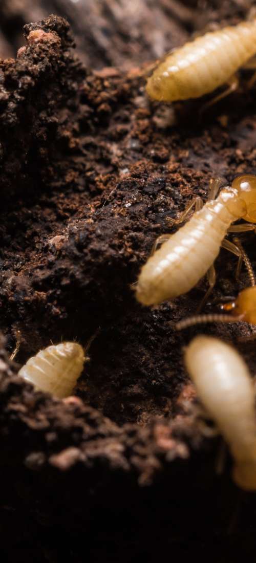  Profile Photos of Allied Termite & Pest Control Inc 1863 Lenow Road - Photo 2 of 6