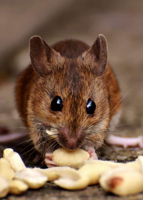  Profile Photos of Allied Termite & Pest Control Inc 1863 Lenow Road - Photo 3 of 6