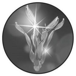  Profile Photos of Rocco Borghese Chandeliers 488 King's Road, Chelsea - Photo 1 of 4