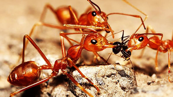  Profile Photos of Ant Control Adelaide Marks Pest Control - Photo 1 of 1