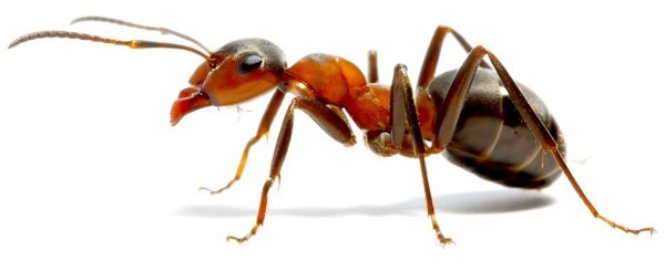  New Album of Ant Control Adelaide Marks Pest Control - Photo 1 of 6