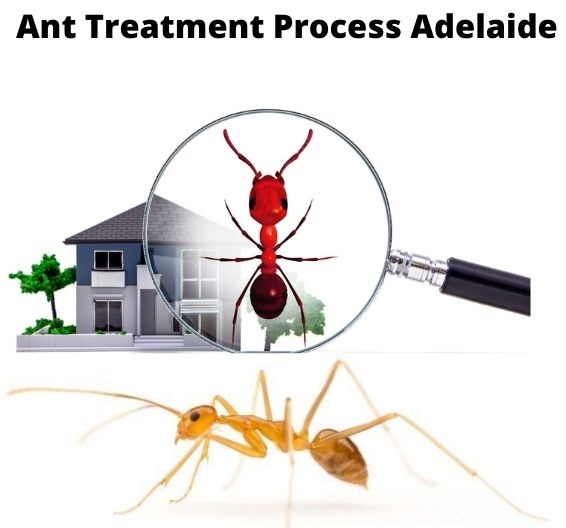  New Album of Ant Control Adelaide Marks Pest Control - Photo 2 of 6