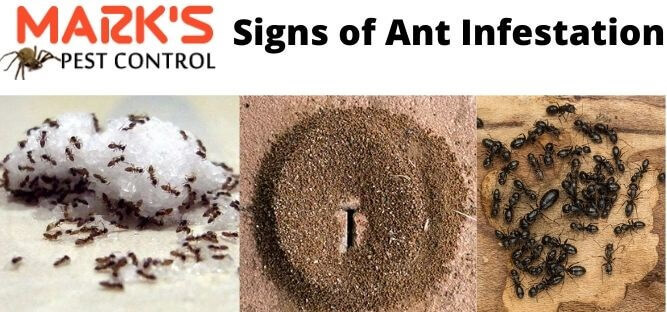  New Album of Ant Control Adelaide Marks Pest Control - Photo 4 of 6