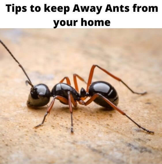  New Album of Ant Control Adelaide Marks Pest Control - Photo 5 of 6