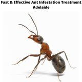 Ant Control Adelaide, Adelaide