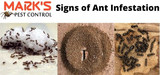 Ant Control Adelaide, Adelaide