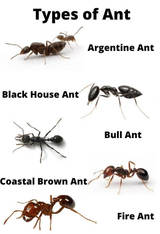 Ant Control Adelaide, Adelaide