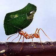  Profile Photos of Ant Control Brisbane 11 - Photo 1 of 1