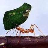 Ant Control Brisbane, Brisbane
