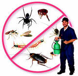 Fly and Mosquitoes Control Brisbane, Brisbane