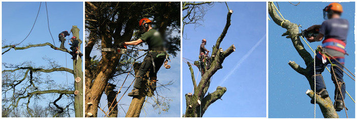  Tree Care of R H Madgwick & Sons 30, Stockwell Road - Photo 2 of 6