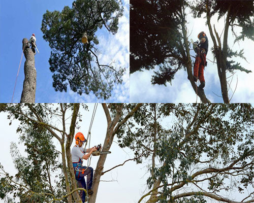  Tree Care of R H Madgwick & Sons 30, Stockwell Road - Photo 3 of 6