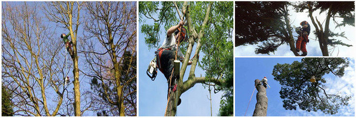 Tree Care of R H Madgwick & Sons 30, Stockwell Road - Photo 4 of 6