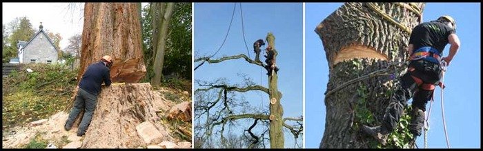  Tree Care of R H Madgwick & Sons 30, Stockwell Road - Photo 5 of 6