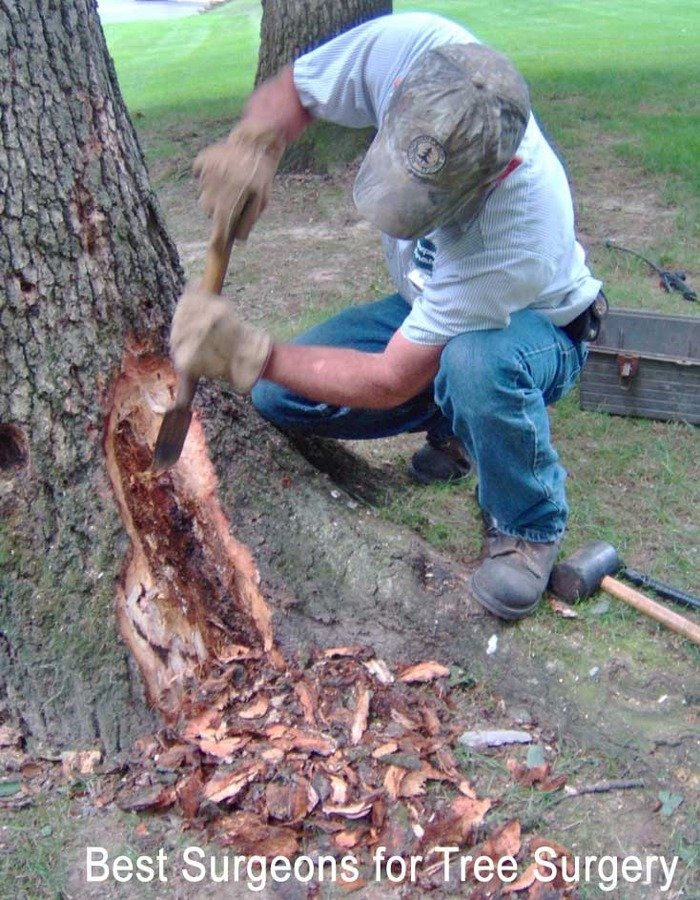  Tree Care of R H Madgwick & Sons 30, Stockwell Road - Photo 6 of 6