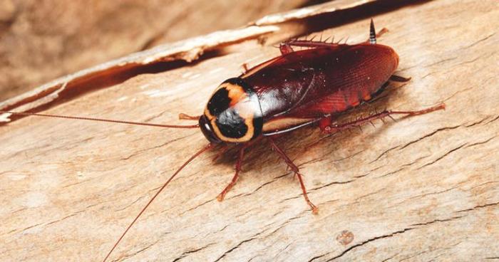  Profile Photos of Cockroach Control Brisbane 123 Eagle Street - Photo 1 of 1