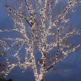  Festoon Light Suite 4, Astley Lodge 2 Queens Road 