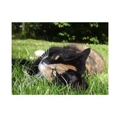  Profile Photos of Dierenkliniek de Zuiderdracht Zuiderdracht 40A - Photo 1 of 1