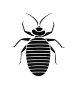 Bedbugs Control Adelaide, Adelaide
