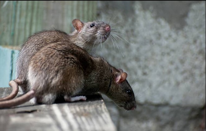  Profile Photos of Pro Active Pest Control 7641 Galilee Road, Suite 150 - Photo 2 of 4