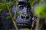 Gorilla Safaris Uganda, Entebbe, Kampala