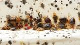 Bedbugs Control Brisbane, Brisbane