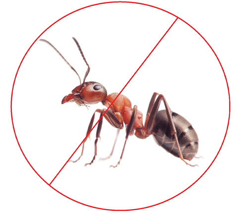  Profile Photos of Ant Control Brisbane 1 - Photo 1 of 1