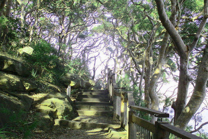  Profile Photos of Sydney Walking Tours 17/10 Chilvers Road - Photo 4 of 6