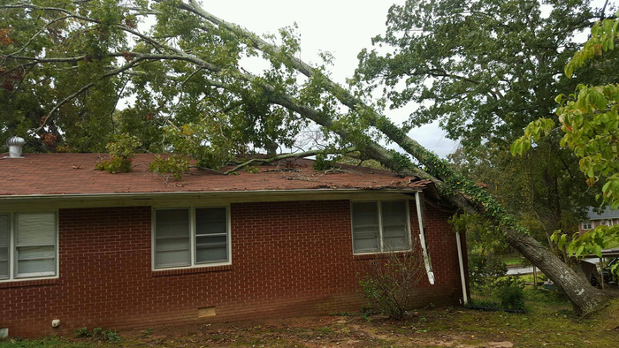  Profile Photos of Clark Tree Experts 1450 Level Grove Road - Photo 3 of 3