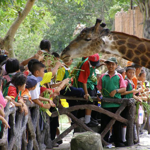 Zoo Related Zoo Related Services of Hks Designer and Consultant Intl. 21 Woodland Close, #02-34 Primz Bizhub Singapore 737854 - Photo 6 of 6