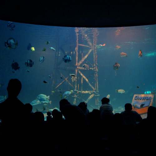 Aquarium Aquarium Services of Hks Designer and Consultant Intl. 21 Woodland Close, #02-34 Primz Bizhub Singapore 737854 - Photo 1 of 7