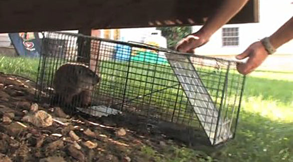  New Album of Eliminate 'Em Pest Control Services, LLC 38 Beach Ave - Photo 3 of 7