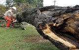 On Time Tree Service, Rosemount