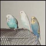 Aunt Darlene's Pet Sitting & Dog Walking Service, LLC, Old Bridge