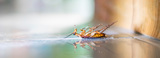 Pest Control Bayswater, Bayswater
