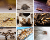 Pest Control Bayswater, Bayswater