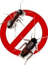 Pest Control Waltham Cross, 97 Central Av, Waltham Cross, EN8 7JJ, 02036160406, http://www.pestcontrolwalthamcross.com, Pest Control Waltham Cross, Waltham Cross