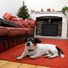  Profile Photos of Pawsh Buddies 67 State Rd - Photo 1 of 1