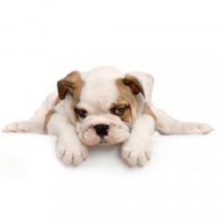  New Album of Pawsh Buddies 67 State Rd - Photo 1 of 3