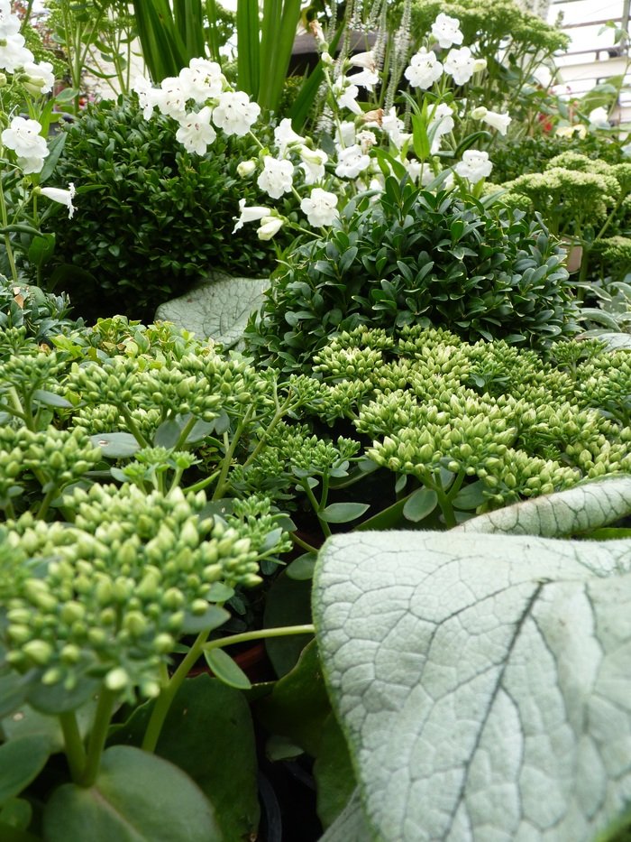  N1 Garden Centre Images of N1 Garden Centre 25a Englefield Road - Photo 15 of 19